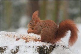 <p>VEVERKA OBECNÁ (Sciurus vulgaris) /Red squirrel - Eichhörnchen/</p>